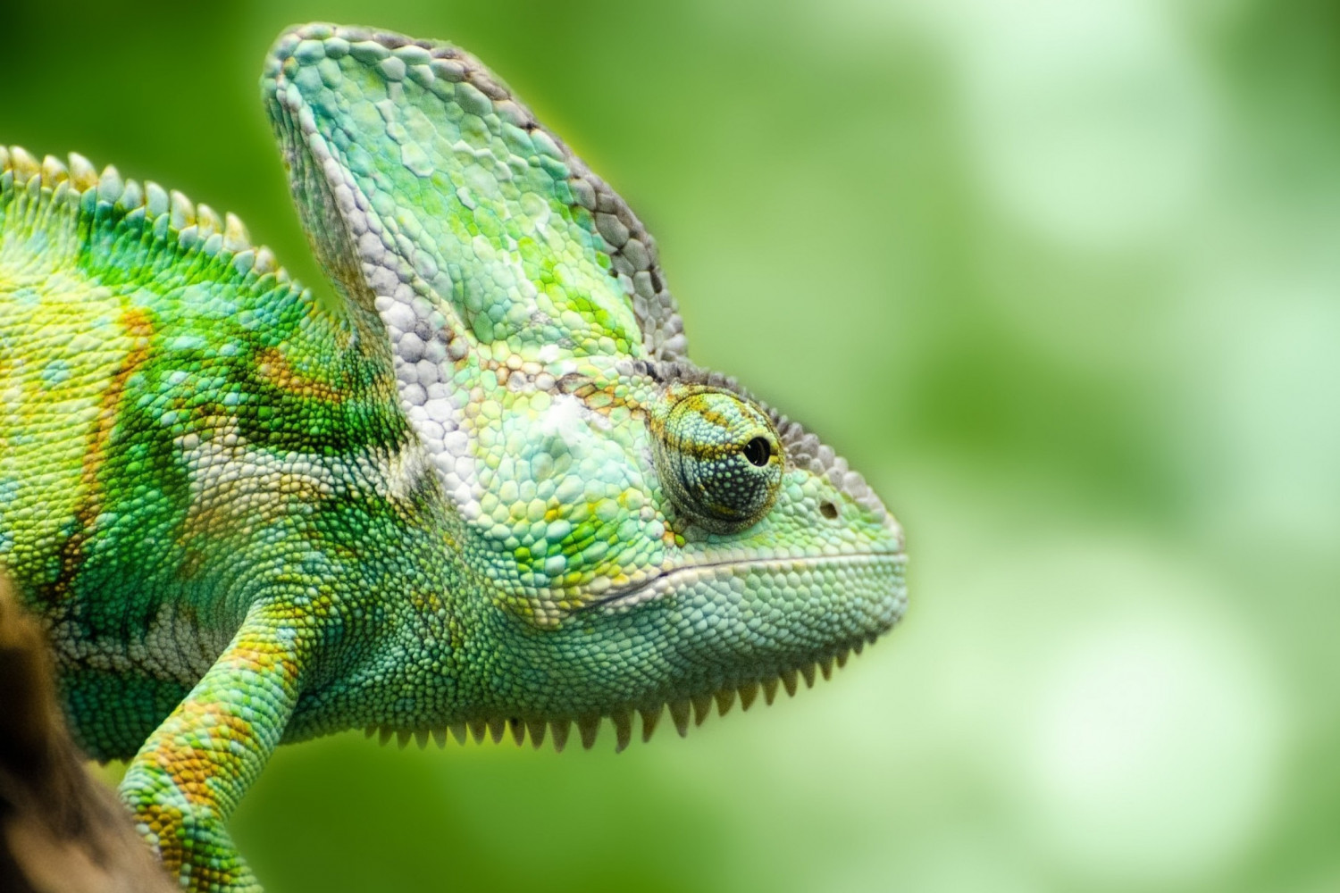 Mental Leader | Jevgenia Purkert | Mentale Flexibilität | Business Coaching