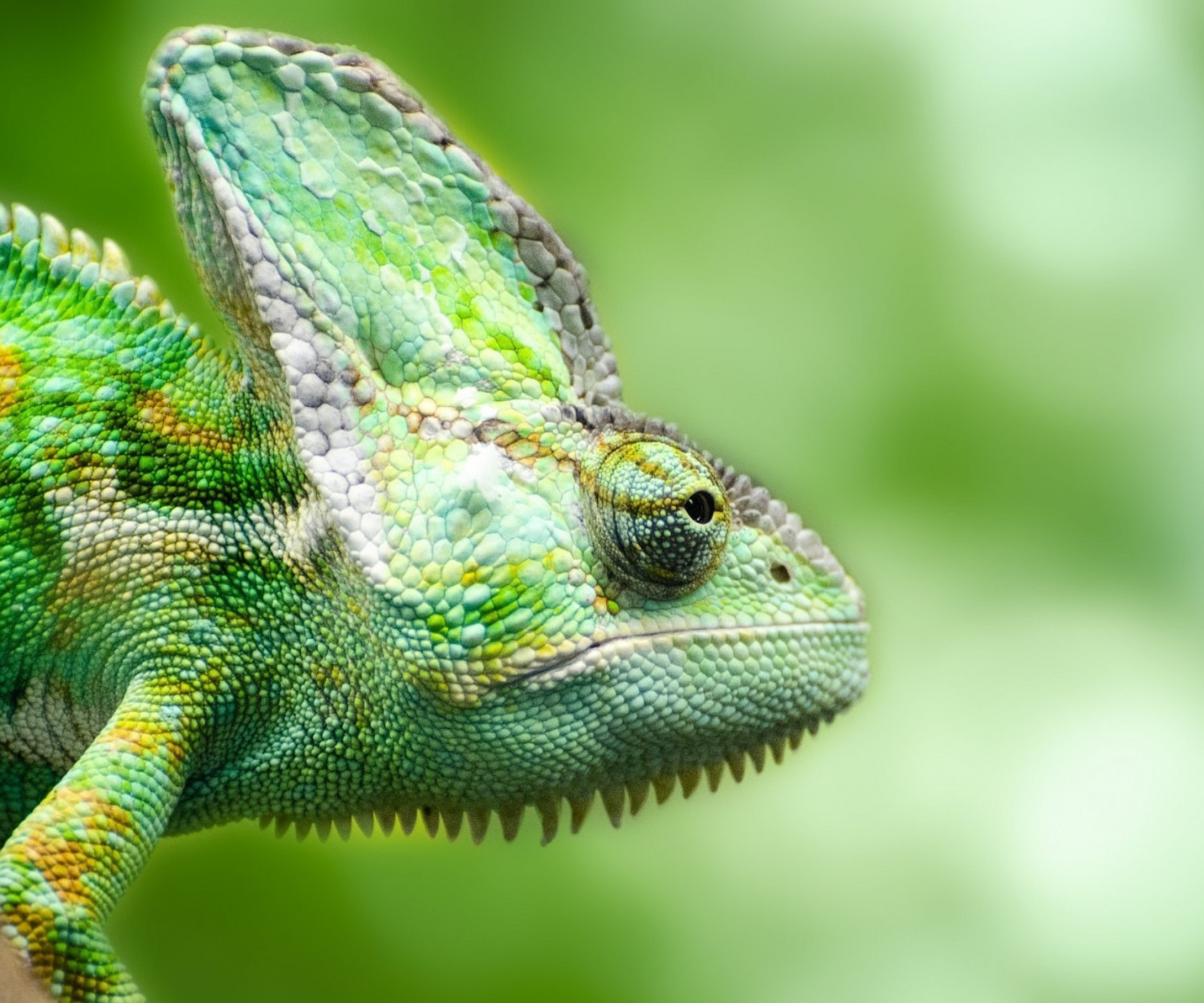 Mental Leader | Jevgenia Purkert | Mentale Flexibilität | Business Coaching