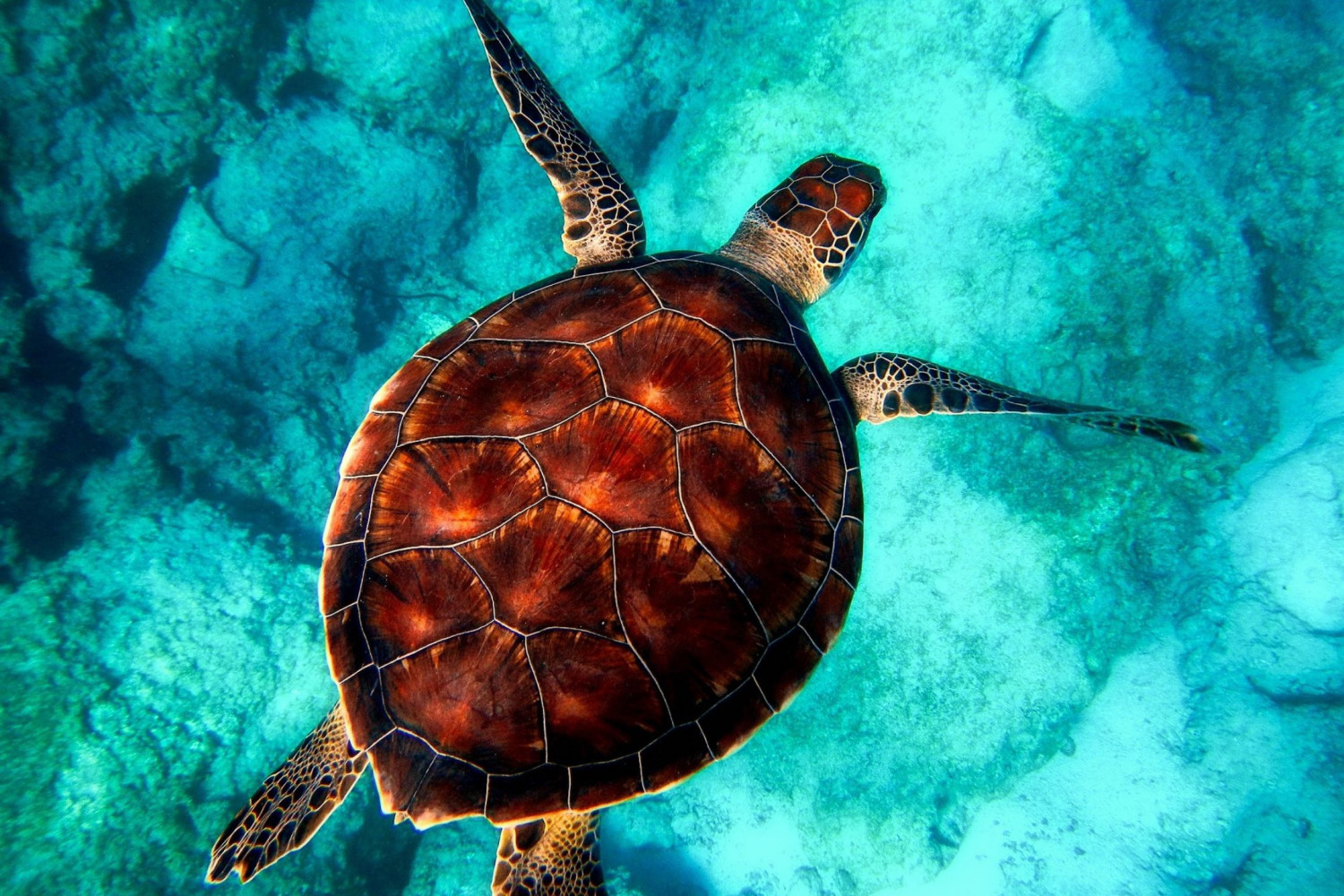 Mental Leader | Jevgenia Purkert | Mentale Klarheit | Business Coaching