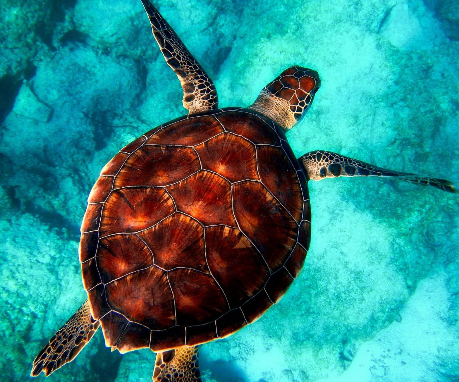 Mental Leader | Jevgenia Purkert | Mentale Klarheit | Business Coaching