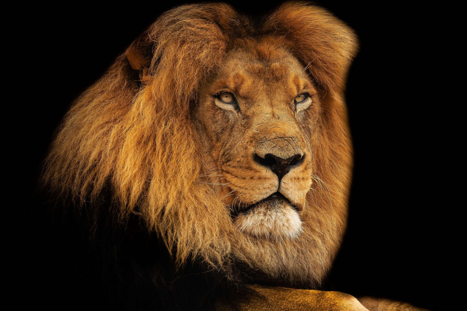 Mental Leader | Jevgenia Purkert | Mentale Stärke | Business Coaching